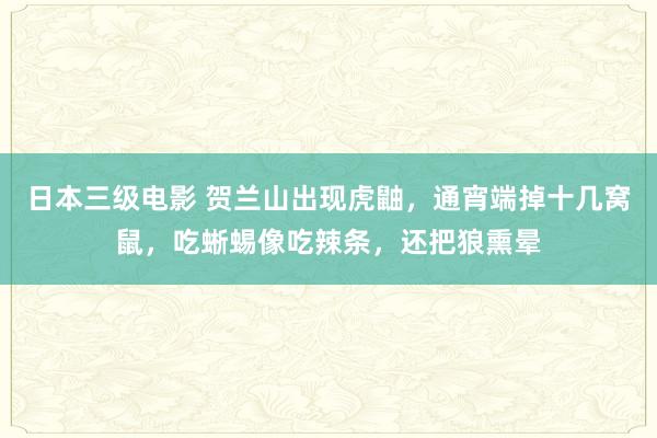 日本三级电影 贺兰山出现虎鼬，通宵端掉十几窝鼠，吃蜥蜴像吃辣条，还把狼熏晕